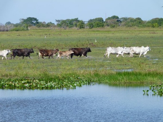 Los Llanos