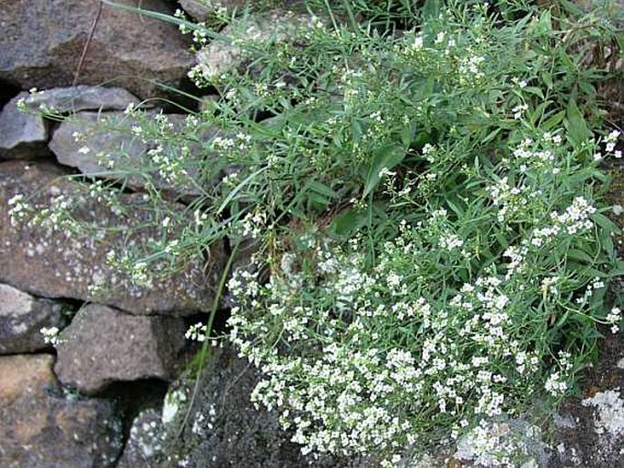 Lobularia canariensis subsp. fruticosa