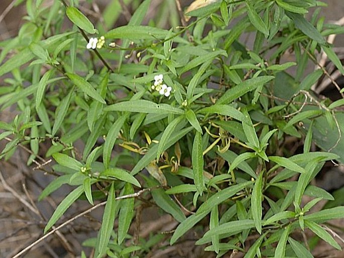 LOBULARIA CANARIENSIS subsp. FRUTICOSA (Webb) L. Borgen – tařicovka / lobulária