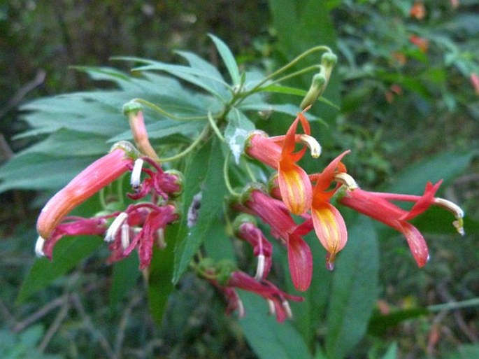 Lobelia aguana