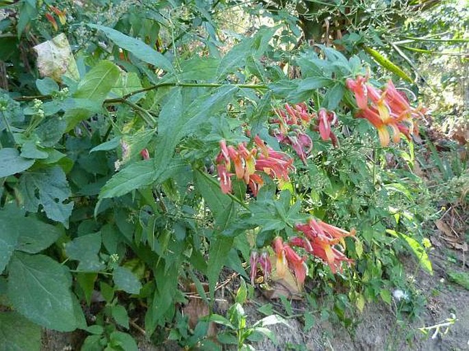 Lobelia aguana