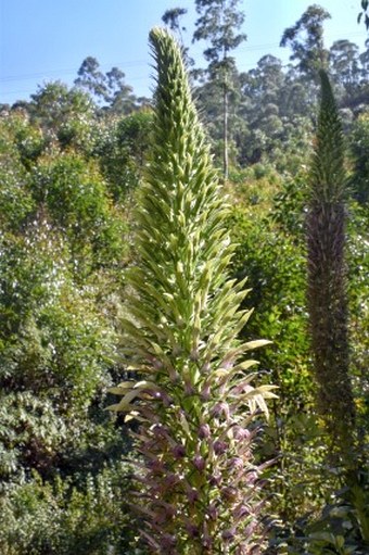 Lobelia leschenaultiana