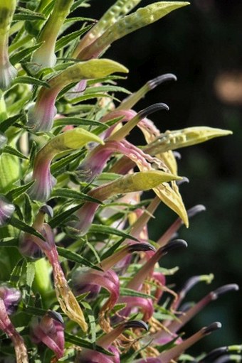 Lobelia leschenaultiana