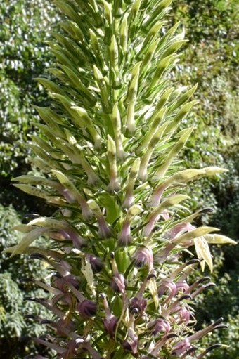 Lobelia leschenaultiana