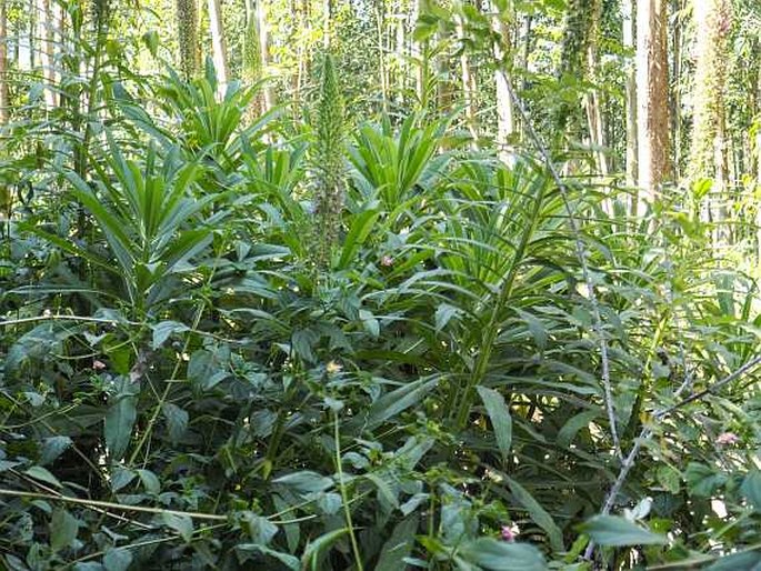 Lobelia leschenaultiana