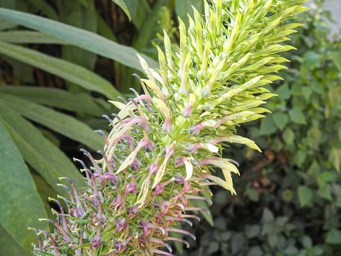 Lobelia leschenaultiana