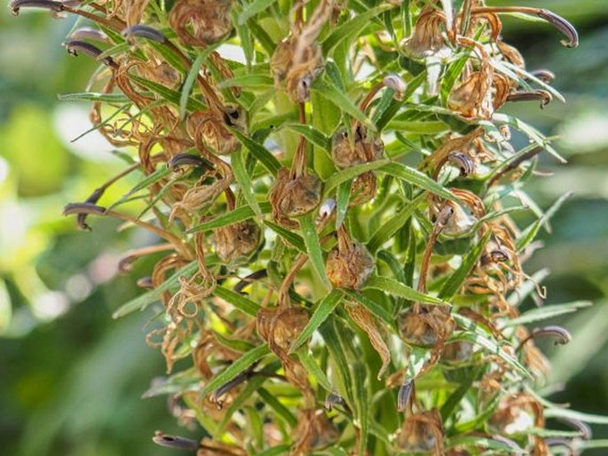 Lobelia leschenaultiana