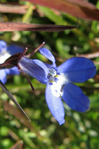 Lobelia flaccida