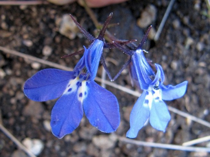 LOBELIA FLACCIDA (C. Presl) A. DC. – lobelka