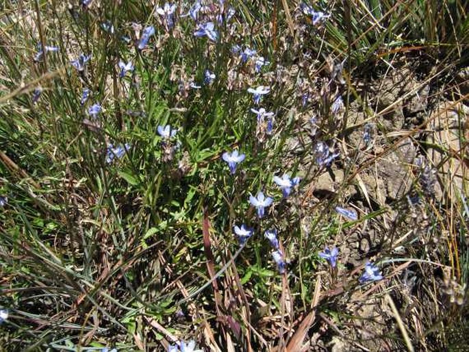 Lobelia flaccida