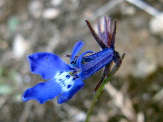 Lobelia flaccida