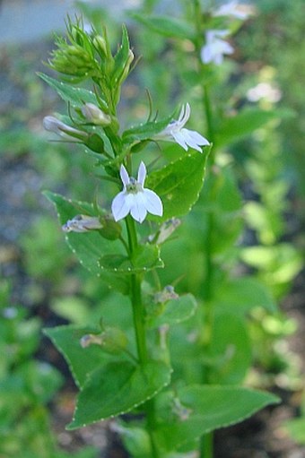 Lobelia inflata