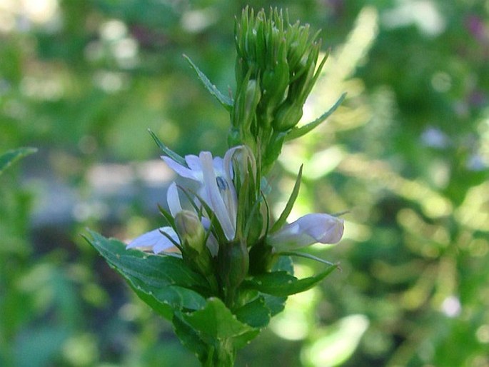 Lobelia inflata