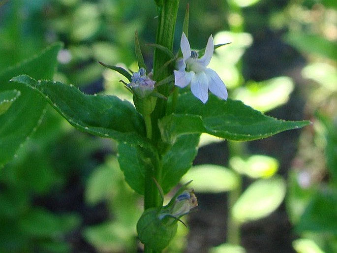 Lobelia inflata