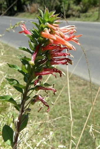 Lobelia laxiflora