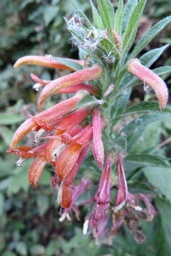 Lobelia laxiflora