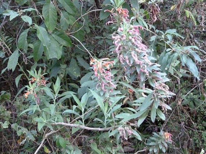 Lobelia laxiflora