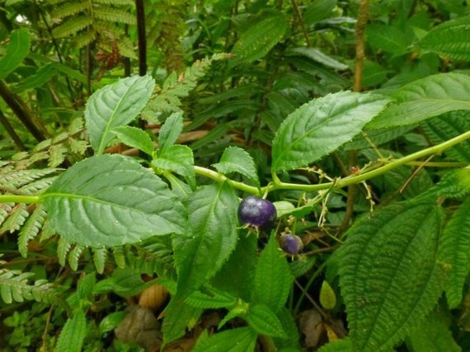 Lobelia montana