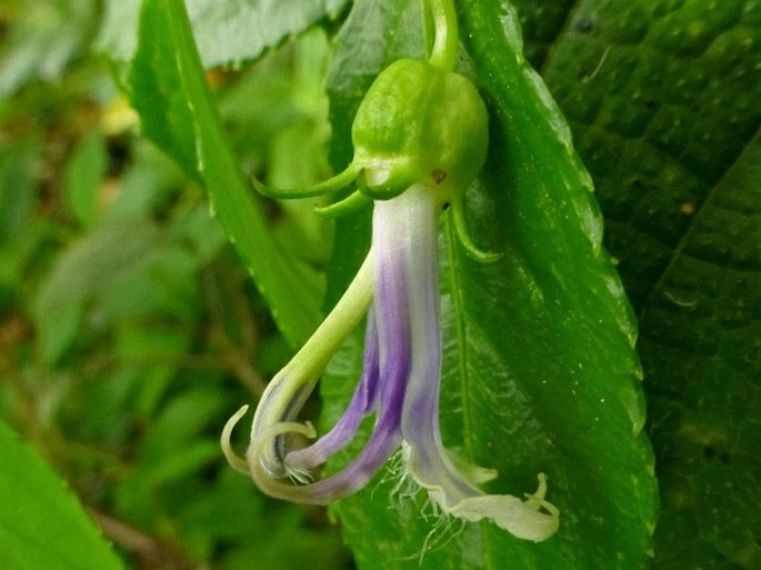 Lobelia montana