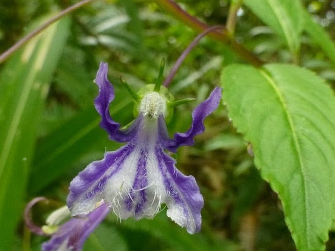 Lobelia montana