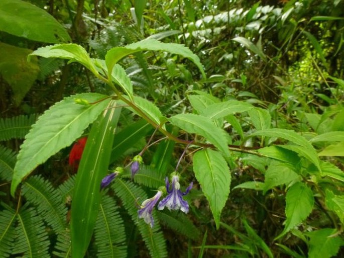 Lobelia montana