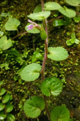 Lobelia nummularia