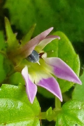 Lobelia nummularia