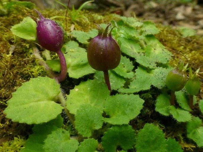 Lobelia nummularia