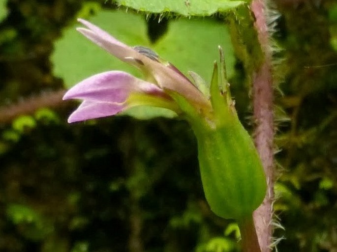 Lobelia nummularia