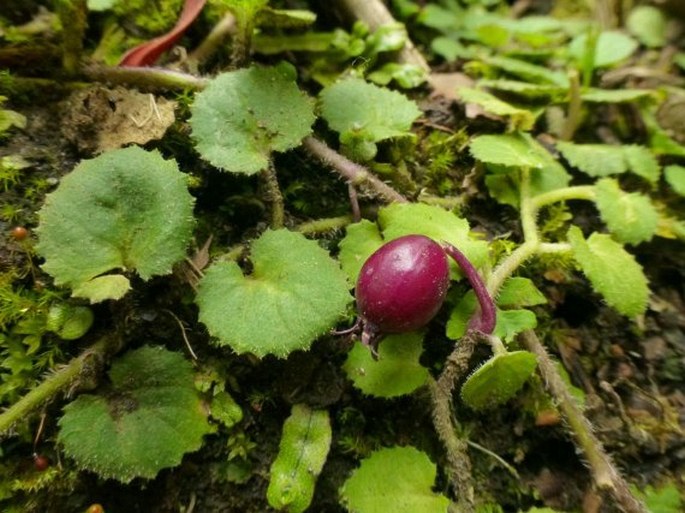 Lobelia nummularia