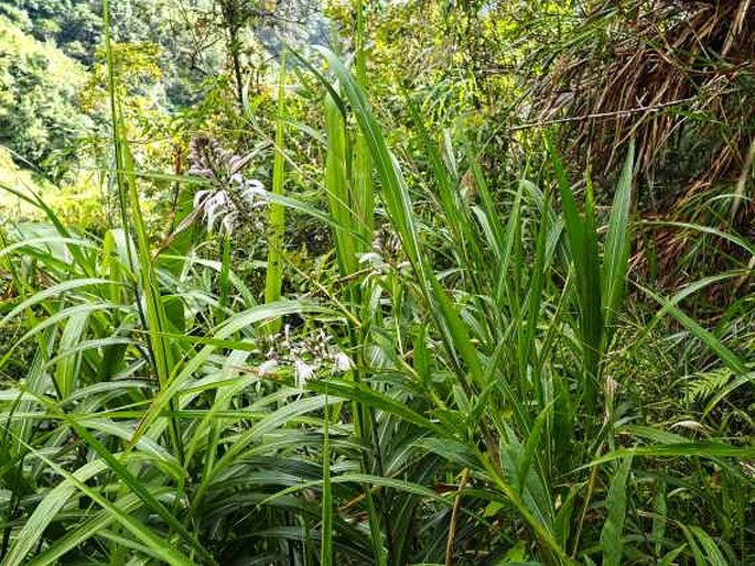 Lobelia philippinensis