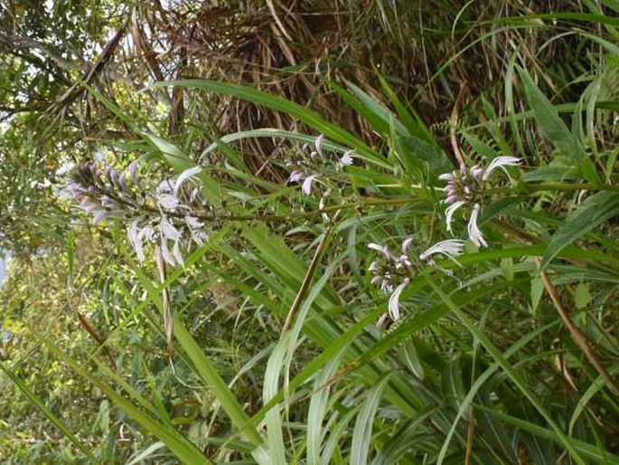 Lobelia philippinensis