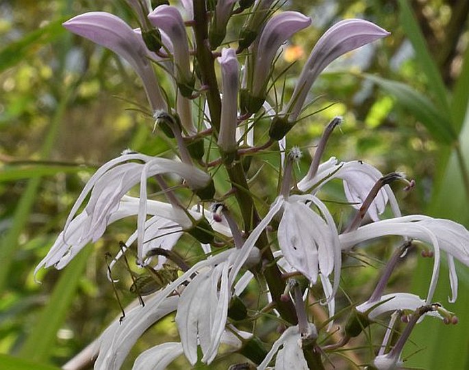 Lobelia philippinensis