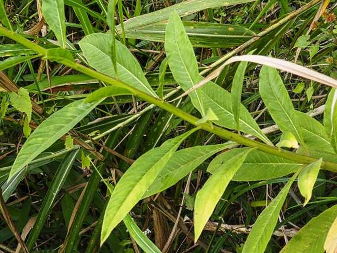 Lobelia philippinensis