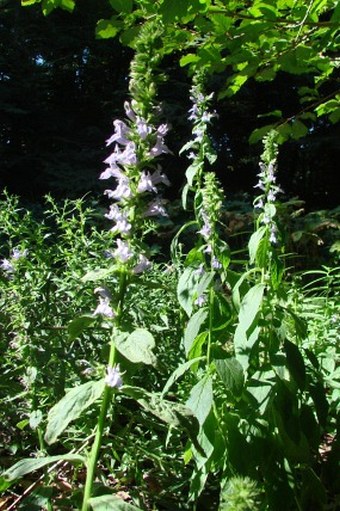 Lobelia siphilitica