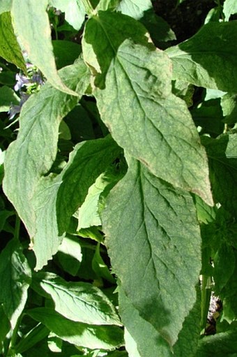 Lobelia siphilitica