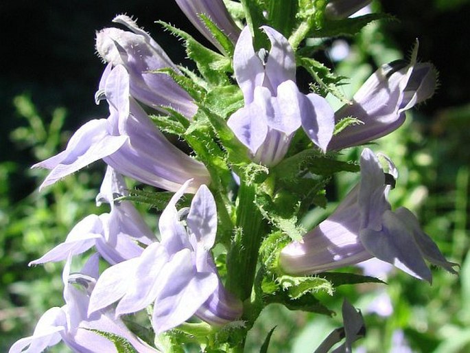 Lobelia siphilitica