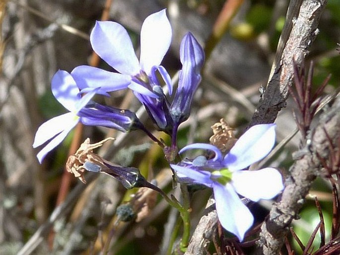 Lobelia tenera