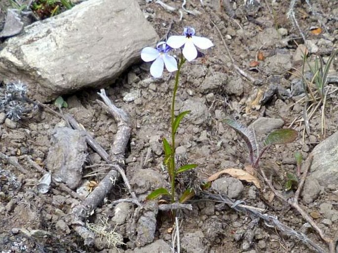 Lobelia tenera