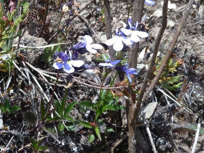 Lobelia tenera