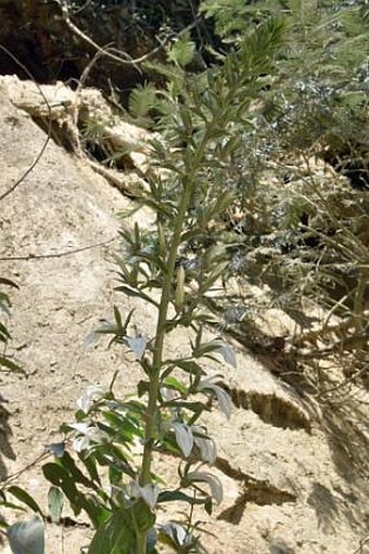 Lobelia nicotianifolia