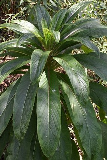 Lobelia nicotianifolia