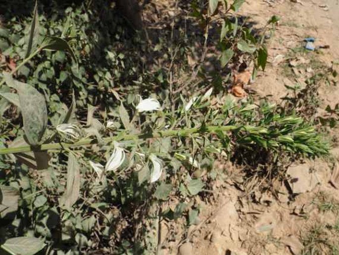 Lobelia nicotianifolia