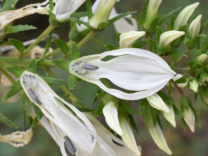 Lobelia nicotianifolia