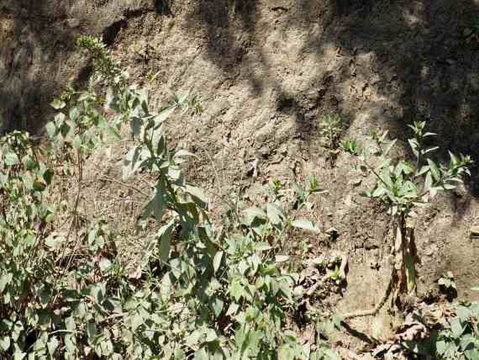 Lobelia nicotianifolia