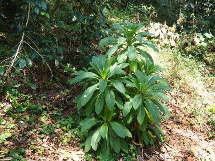 Lobelia nicotianifolia