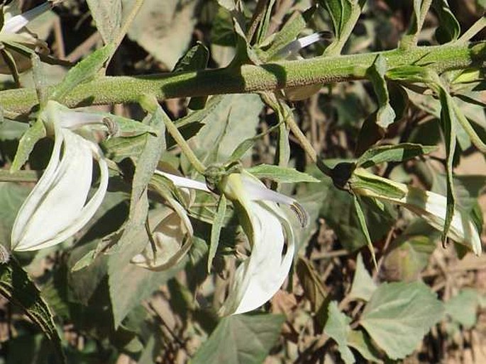 Lobelia nicotianifolia