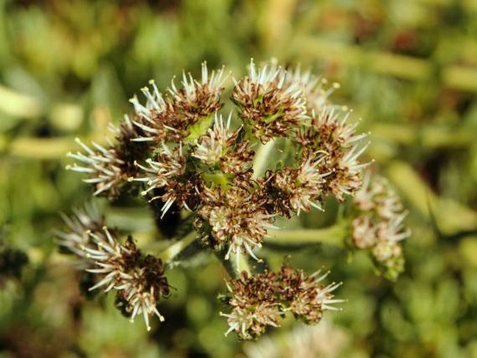 Lobostemon capitatus