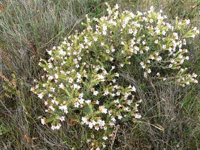 Lobostemon fruticosus