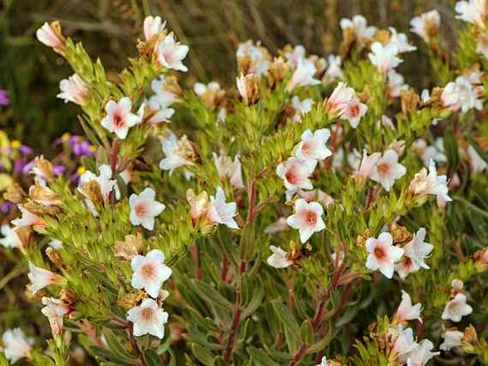 Lobostemon fruticosus